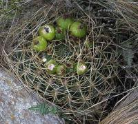 Gymnocalycium monvillei v. safronovii VG-977.jpg